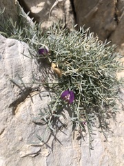 Astragalus panamintensis