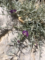 Astragalus panamintensis
