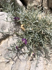 Astragalus panamintensis