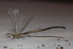Brachynemurus