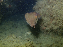 Sepia apama
