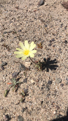 Anisocoma acaulis