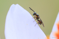 Miscogaster