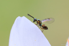 Miscogaster