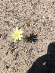 Anisocoma acaulis