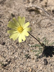Anisocoma acaulis