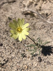 Anisocoma acaulis