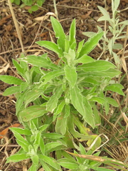 Pseudognaphalium elegans