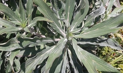 Echium candicans