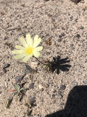 Anisocoma acaulis
