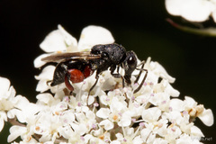 Lasiochalcidia cincticornis