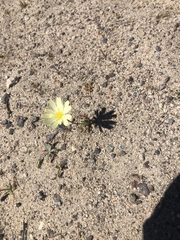 Anisocoma acaulis