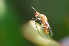 Megastigmus pistaciae