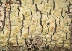 Pertusaria xanthodes