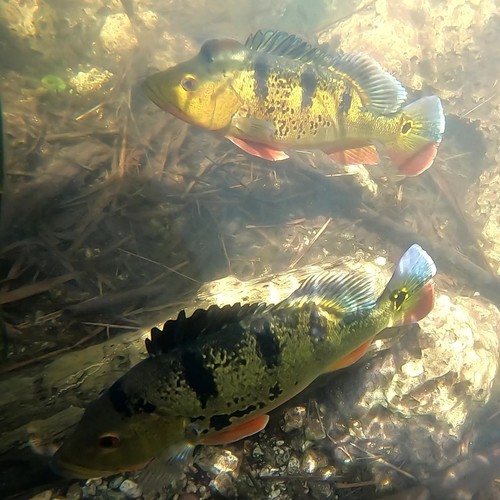 Butterfly peacock bass (Cichla ocellaris) — Cichlidae — 5