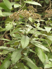 Ageratina asclepiadea