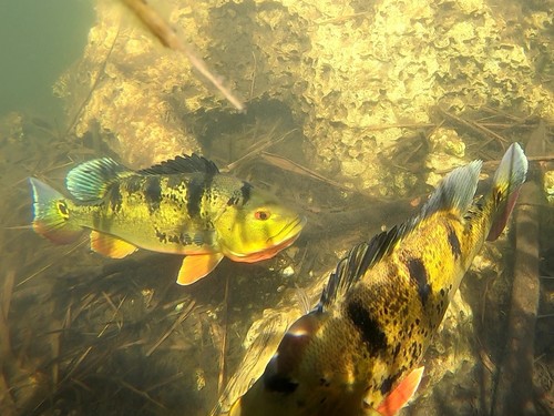 Butterfly Peacock Bass