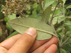 Ageratina asclepiadea