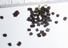 Leipoxais peraffinis