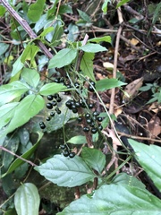 Gynostemma pentaphyllum