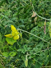 Crotalaria agatiflora