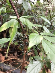 Gynostemma pentaphyllum