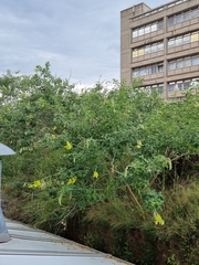 Crotalaria agatiflora