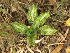 Stenorrhynchos albidomaculatum