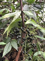 Gynostemma pentaphyllum