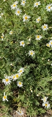 Argyranthemum adauctum image