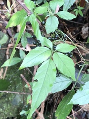 Gynostemma pentaphyllum