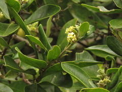 Daphnopsis caracasana