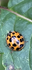 Harmonia axyridis