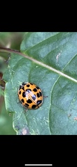 Harmonia axyridis