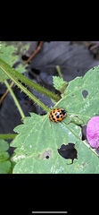 Harmonia axyridis