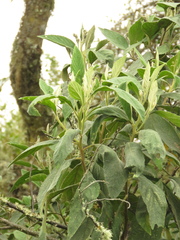 Varronia cylindrostachya