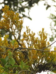 Dendrophthora clavata