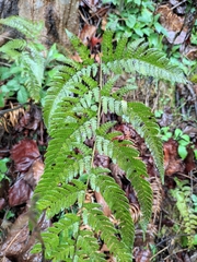Dryopteris bissetiana