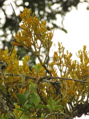 Dendrophthora clavata