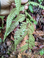 Dryopteris bissetiana