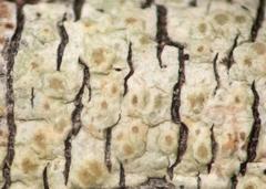 Pertusaria xanthodes