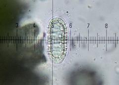 Pertusaria xanthodes