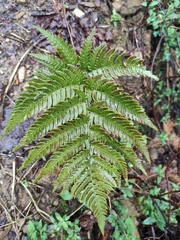 Dryopteris bissetiana