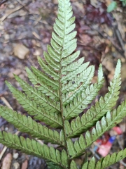 Dryopteris bissetiana