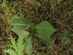 Palicourea lineariflora