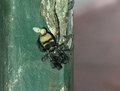 Latonigena auricomis