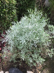 Atriplex recurva
