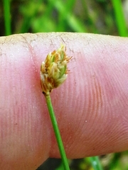 Eleocharis tuberculosa