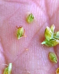 Eleocharis tuberculosa