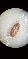 Porcellio gallicus